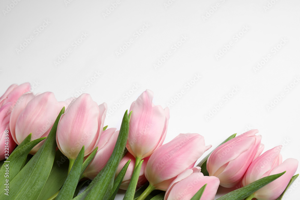 Fototapeta premium Beautiful pink spring tulips on white background, closeup