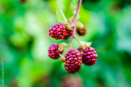 Unripe berries on a bush of the blackberry in garden