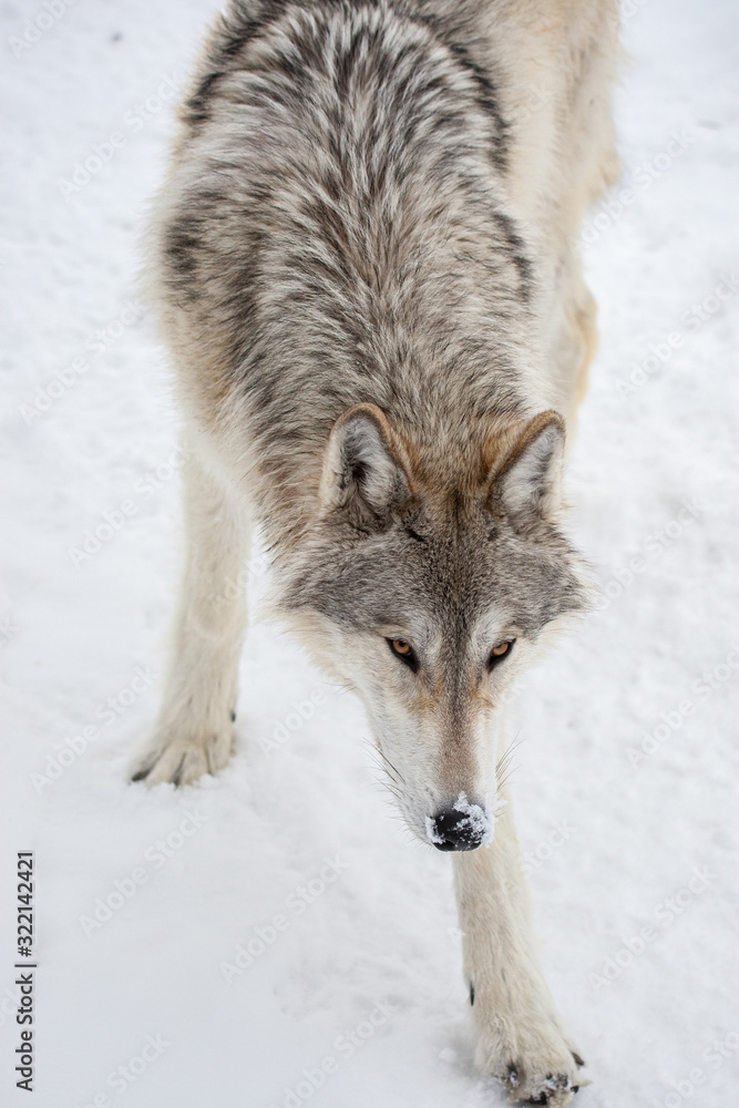 Fototapeta premium Grey Wolf in Winter