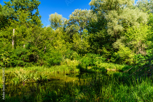 Small river in a forest on summer