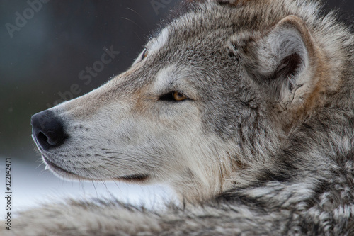 Grey Wolf in Winter