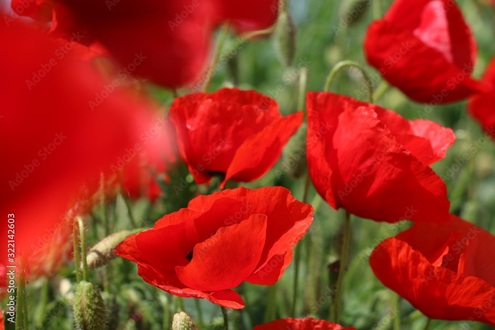 Fototapeta premium poppies blooming in the wild meadow