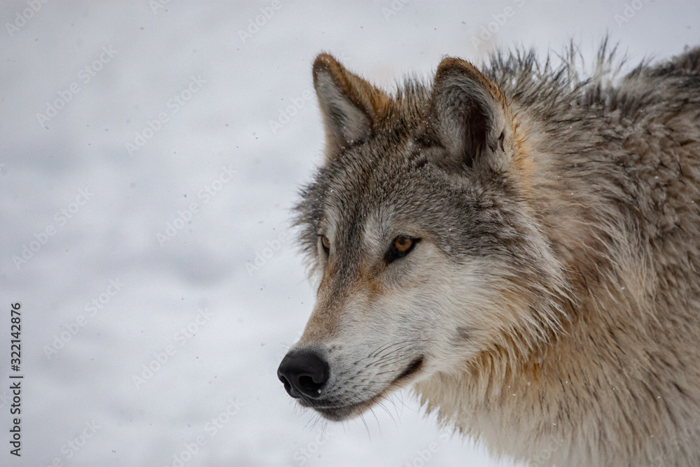 Grey Wolf in Winter Grey Wolf in Winter