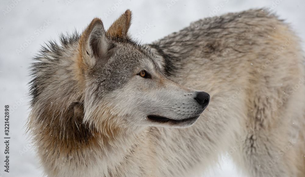 Naklejka premium Grey Wolf in Winter