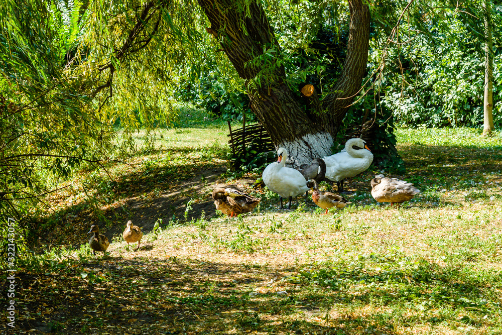 White swans and ducks on green bank of the lake White swans and ducks on green bank of the lake
