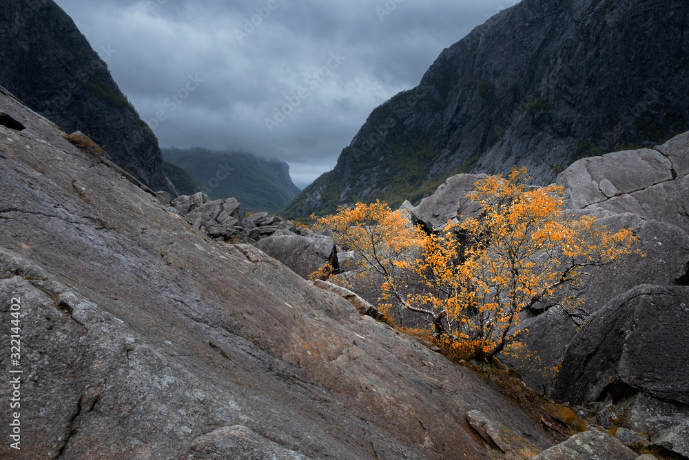 Autumn landscape, lonely yellow tree in the foggy harsh mountains in the evening