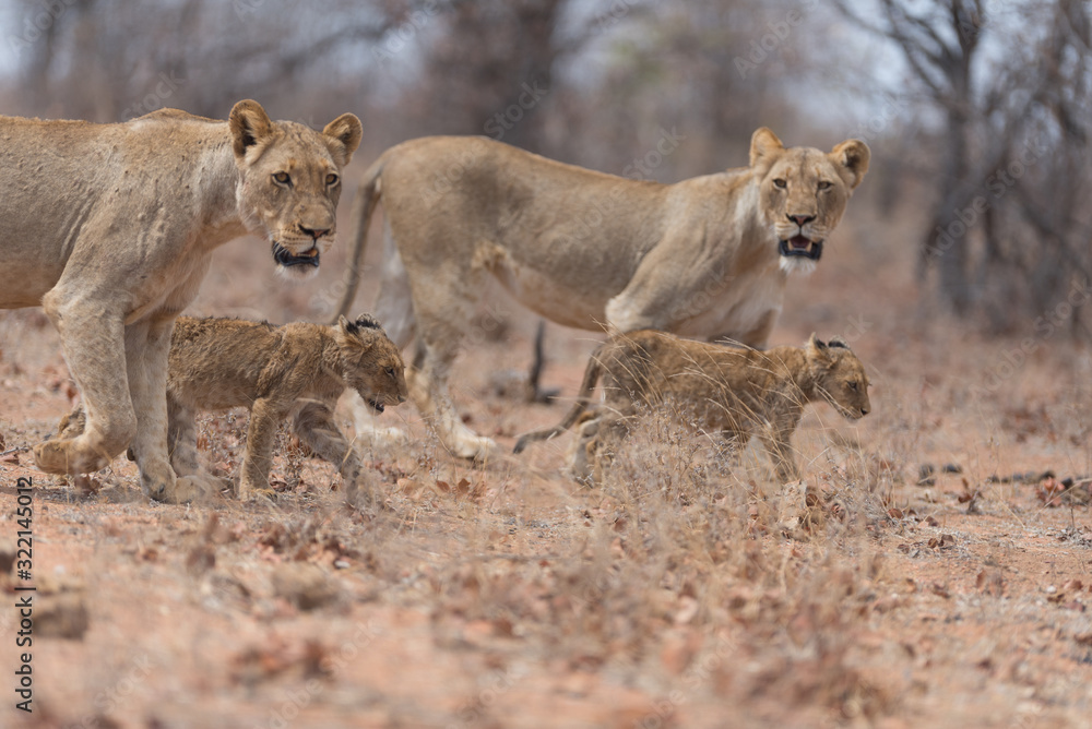 Lion with cubs, lion with baby lions in the wilderness of Africa Lion with cubs, lion with baby lions in the wilderness of Africa