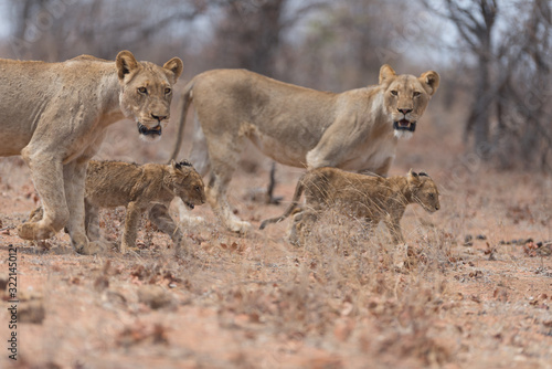 Lion with cubs, lion with baby lions in the wilderness of Africa