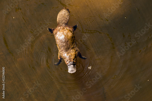 Platypus