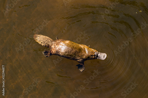 Platypus photo