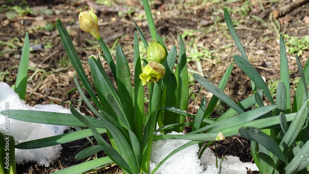 Fototapeta premium snowdrops in the forest