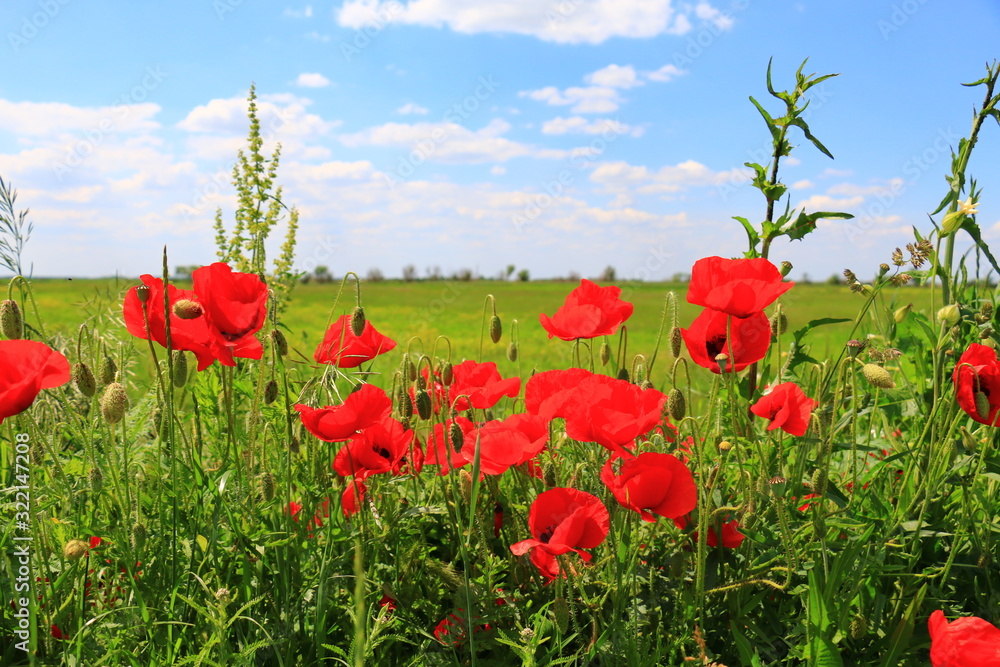 Naklejka premium poppies blooming in the wild meadow
