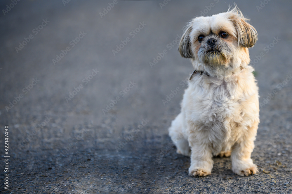Shih Tsu Malteser auf der Straße sitzend Shih Tsu Malteser auf der Straße sitzend