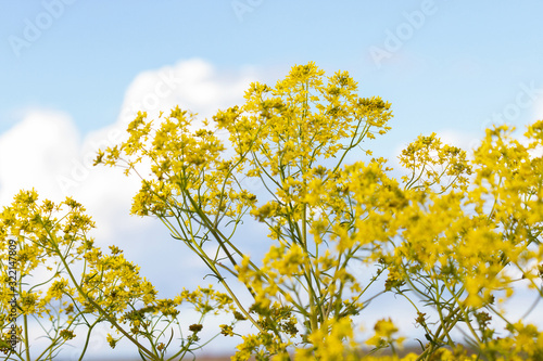 Yellow wildflower plant Isatis tinctoria with sky background 