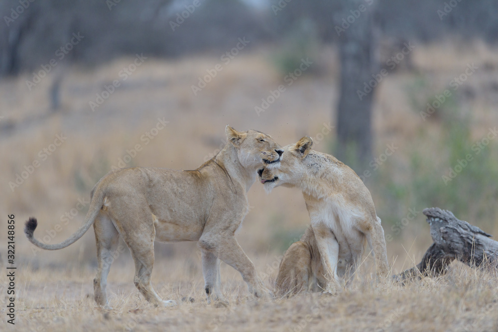 Lioness in the wilderness of Africa Lioness in the wilderness of Africa