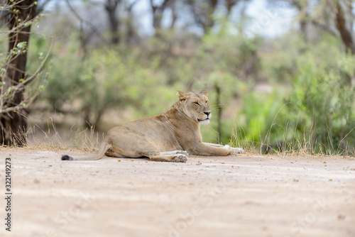 Female lion, lioness in the wilderness of Africa