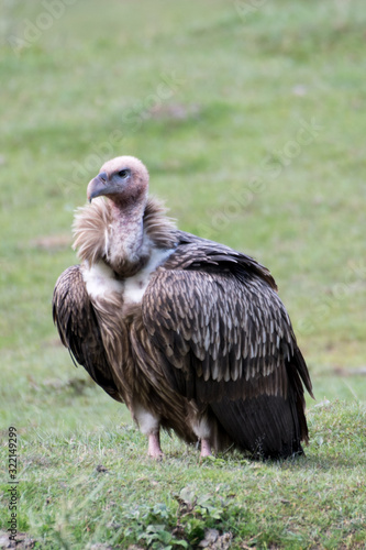 Himalayan vulture or Himalayan griffon vulture is an Old World vulture in the family Accipitridae. Closely related to the European griffon vulture 