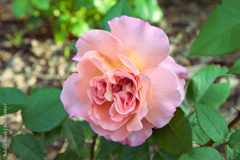 Beautiful lush pink rose in the garden. A flower with leaves illuminated by the sun. Can be used to create a postcard. Floral background. Beautiful lush pink rose in the garden. A flower with leaves illuminated by the sun. Can be used to create a postcard. Floral background.