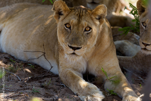 Female lion  lioness in the wilderness of Africa