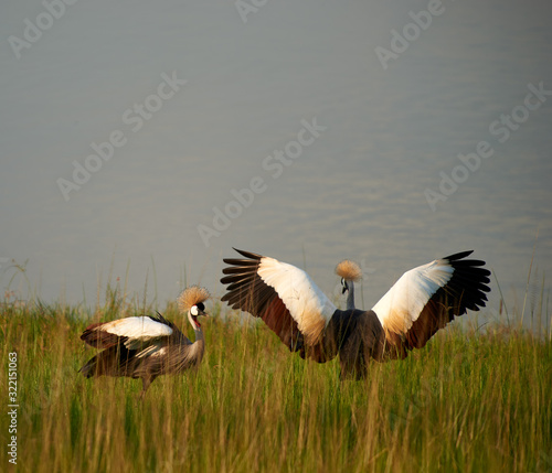 Photography Rwanda birds