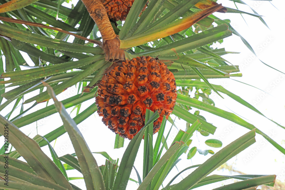 Φωτογραφία Wild Pineapple Fruits in Sanya City, Hainan Province, China