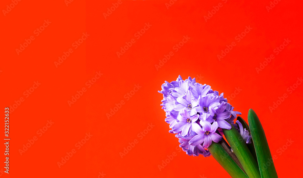 Obraz premium Festive concept from hyacinth flower in full bloom. Valentines Day. Template mock up of greeting card or text design. Close-up
