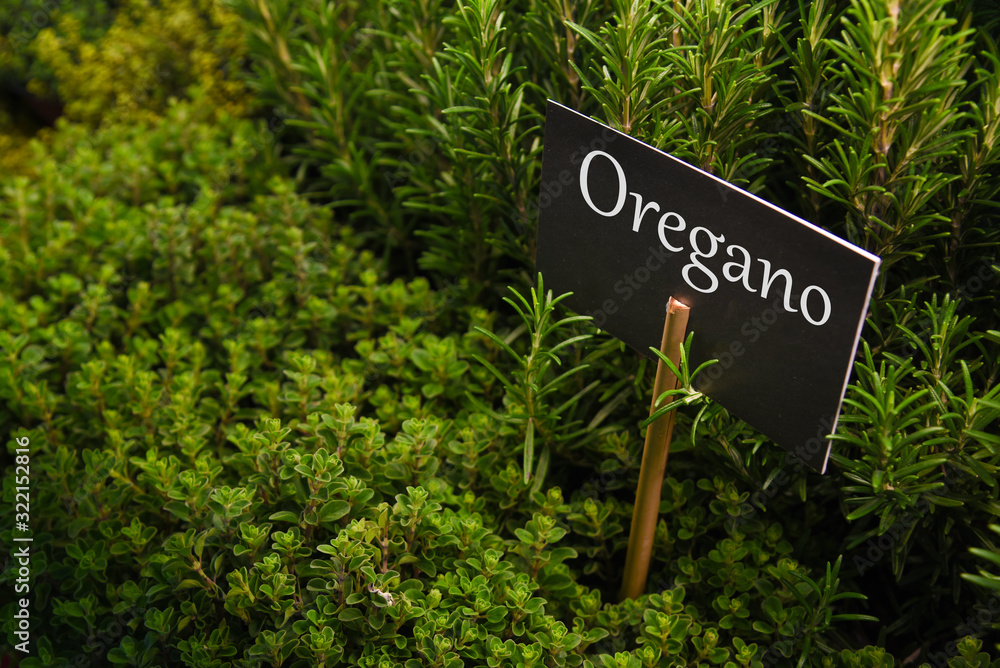 growing oregano and nameplate