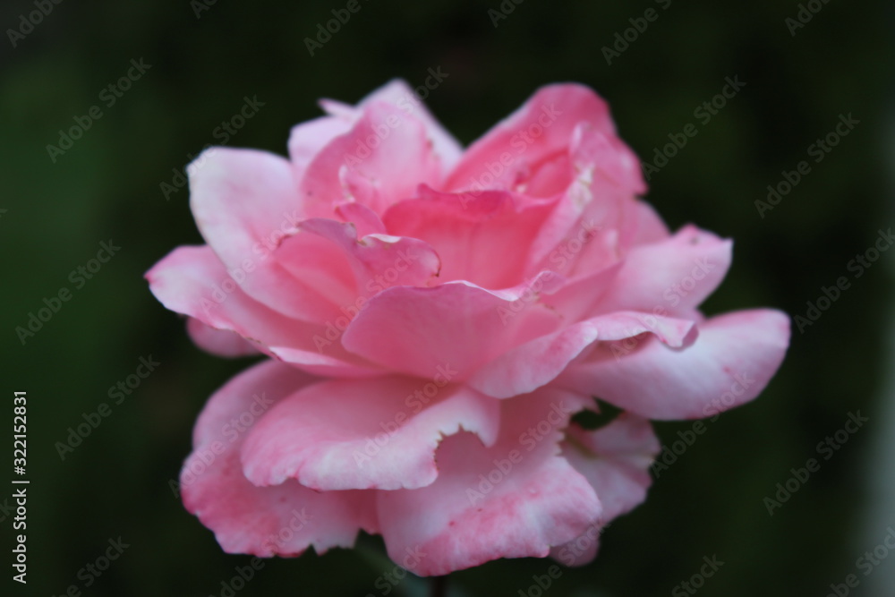 pink rose with water drops