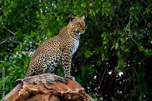 African leopard observing a surroundings in Samburu National Reserve, Kenya. Amazing leopard in the nature habitat. Wildlife scene. Panthera pardus pardus.