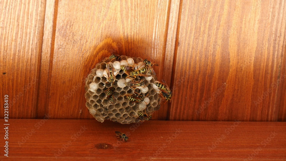 Closeup of wasps working on wasp hive. Closeup of wasps working on wasp hive.