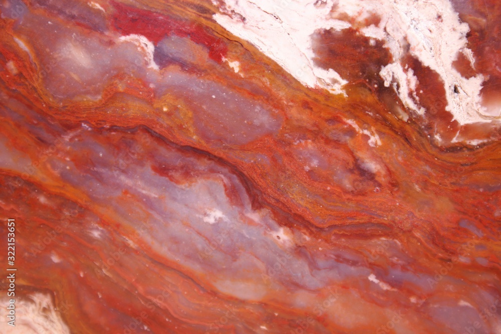A close up view of a slice of petrified wood (agate) A close up view of a slice of petrified wood (agate)