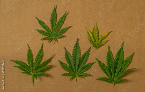 Marijuana green leafs of French cookies variety on paper cardboard