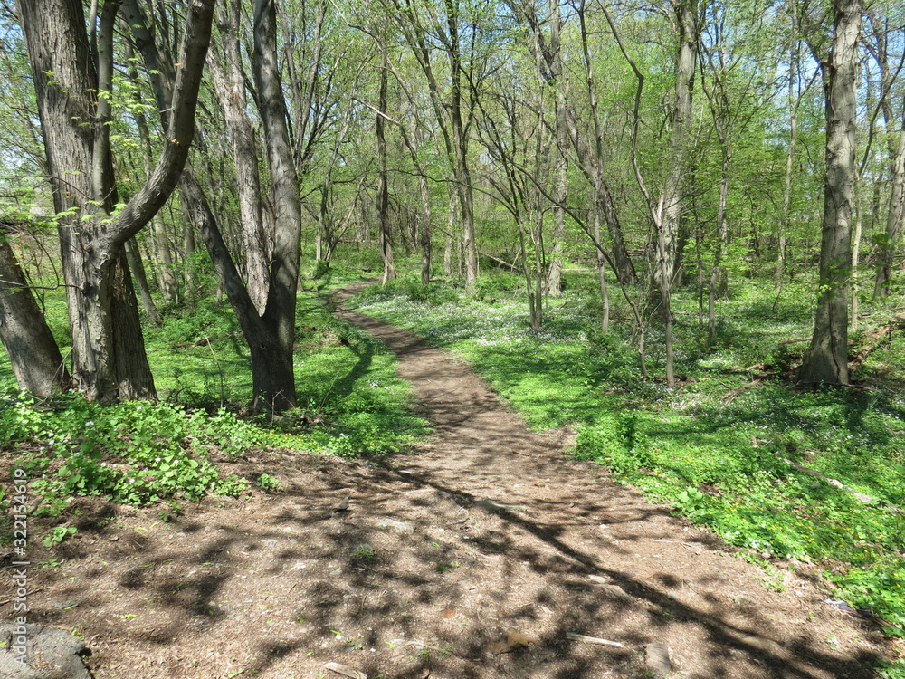 Obraz premium path in forest