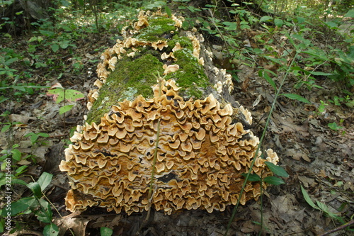 Shelf fungus growing on fallen tree with moss. photo