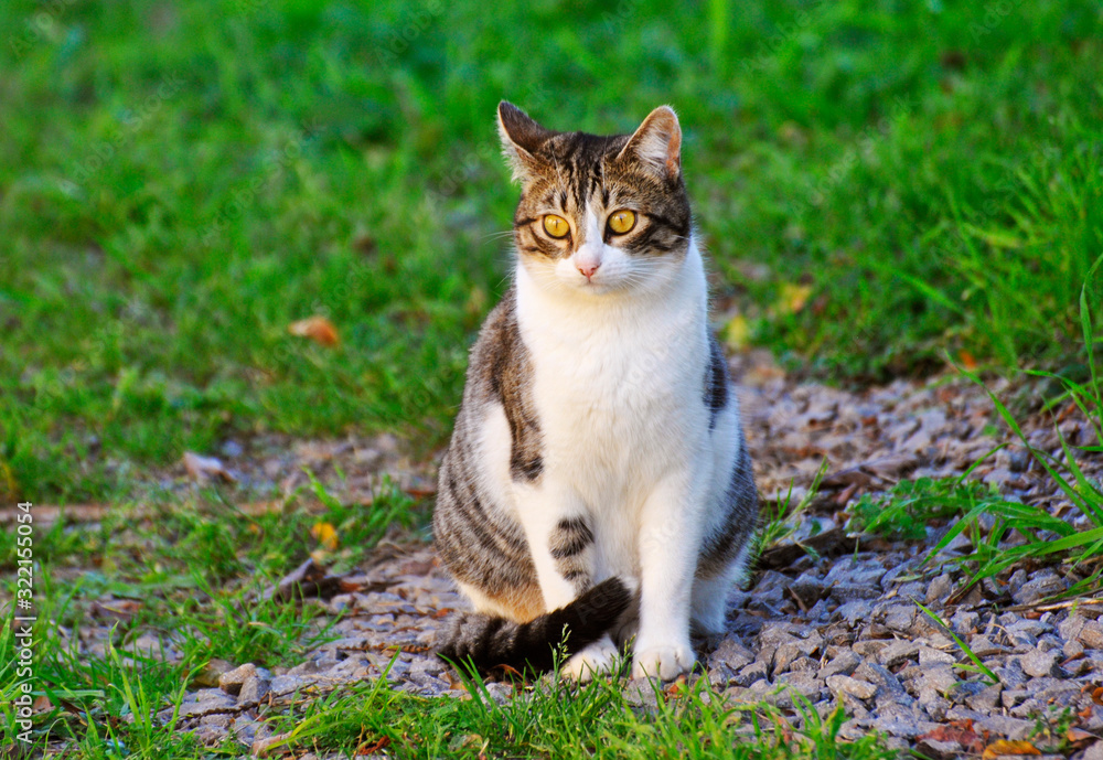 cat on grass