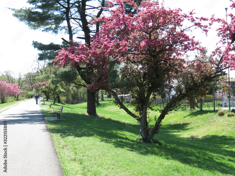 cherry tree in park