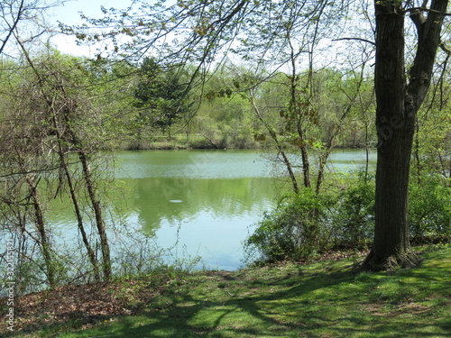 lake in the forest