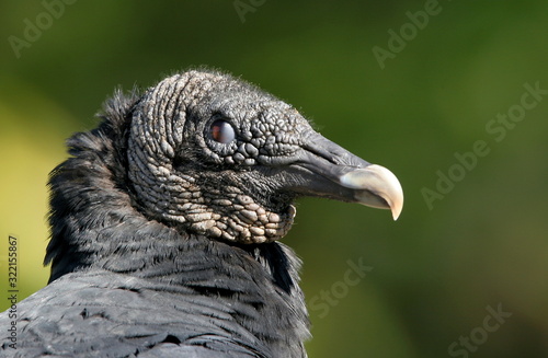 American Black Vulture blinking  showing horizontal motion of protective membrane