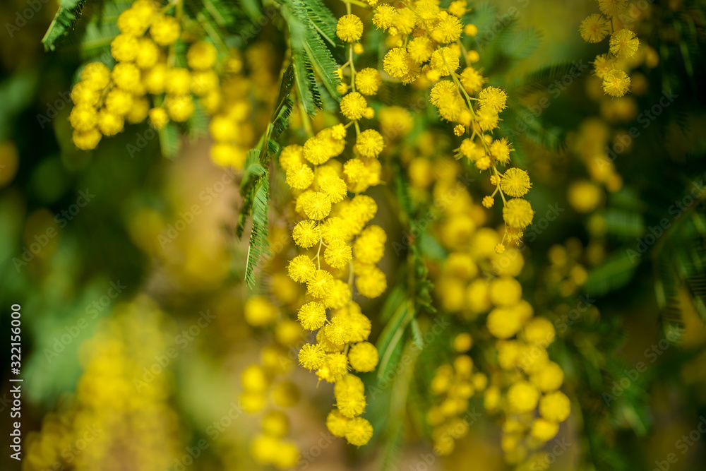 Branche de mimosa en fleurs, ensoleillés.