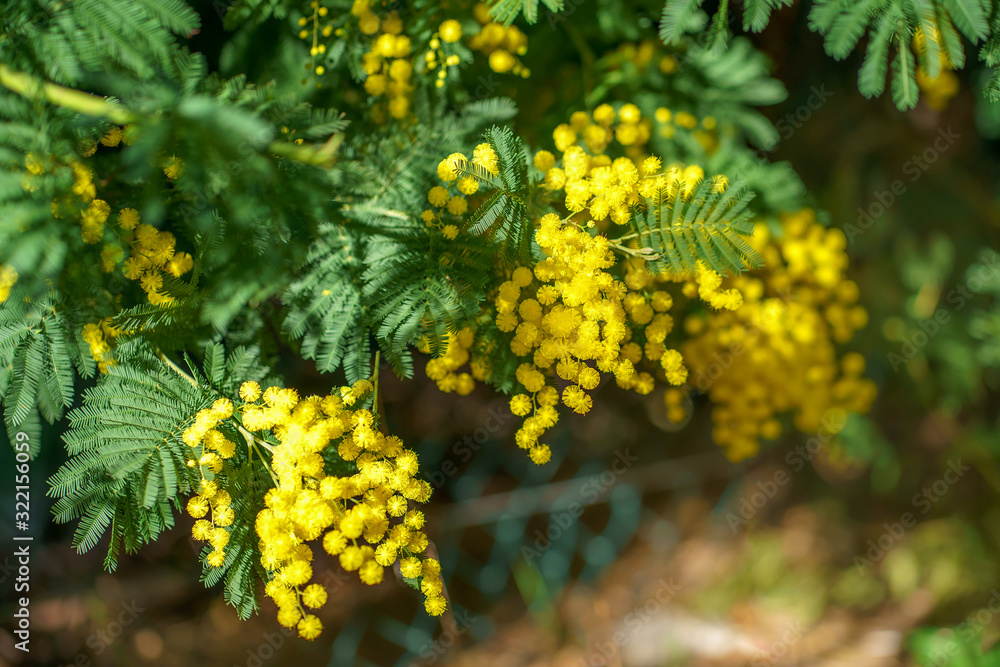 Branche de mimosa en fleurs, ensoleillés.