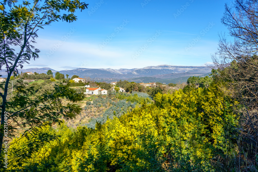 Vue panoramique sur le massif de Tanneron, arbres de mimosa en fleurs, sud de France.