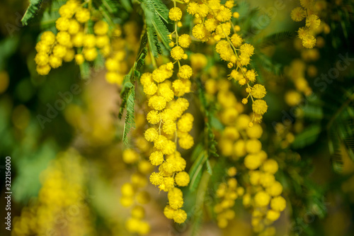 Obraz na płótnie Branche de mimosa en fleurs, ensoleillés. w salonie