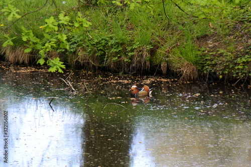 Mandarinenten - Am Fluss