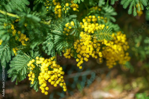 Obraz na płótnie Branche de mimosa en fleurs, ensoleillés. w salonie