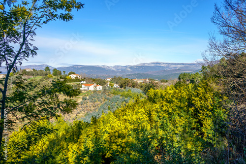 Obraz na płótnie Vue panoramique sur le massif de Tanneron, arbres de mimosa en fleurs, sud de France. w salonie