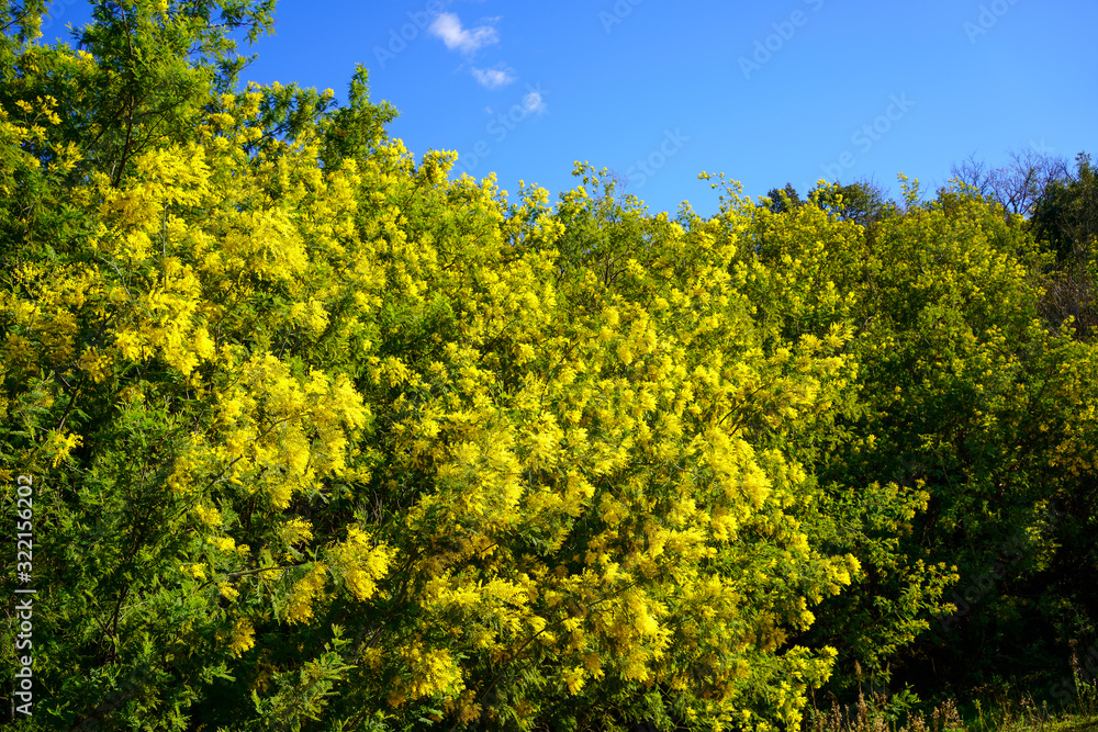 Arbres de mimosa en fleurs.
