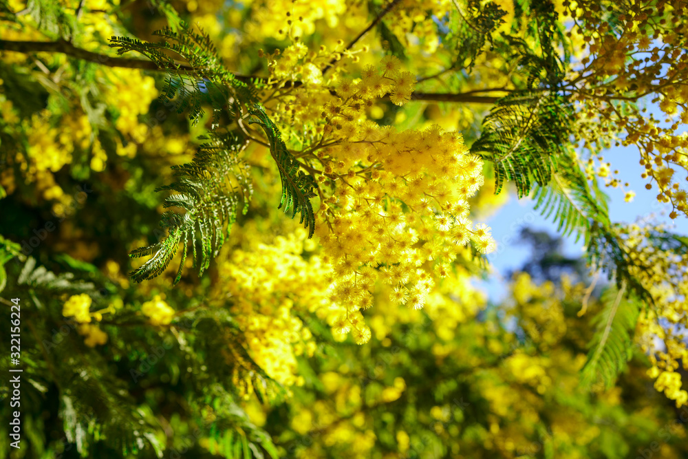 Branche de mimosa en fleurs, ensoleillés.