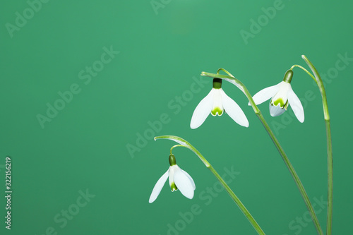 Beautiful snowdrop flowers. Copy space for your text.