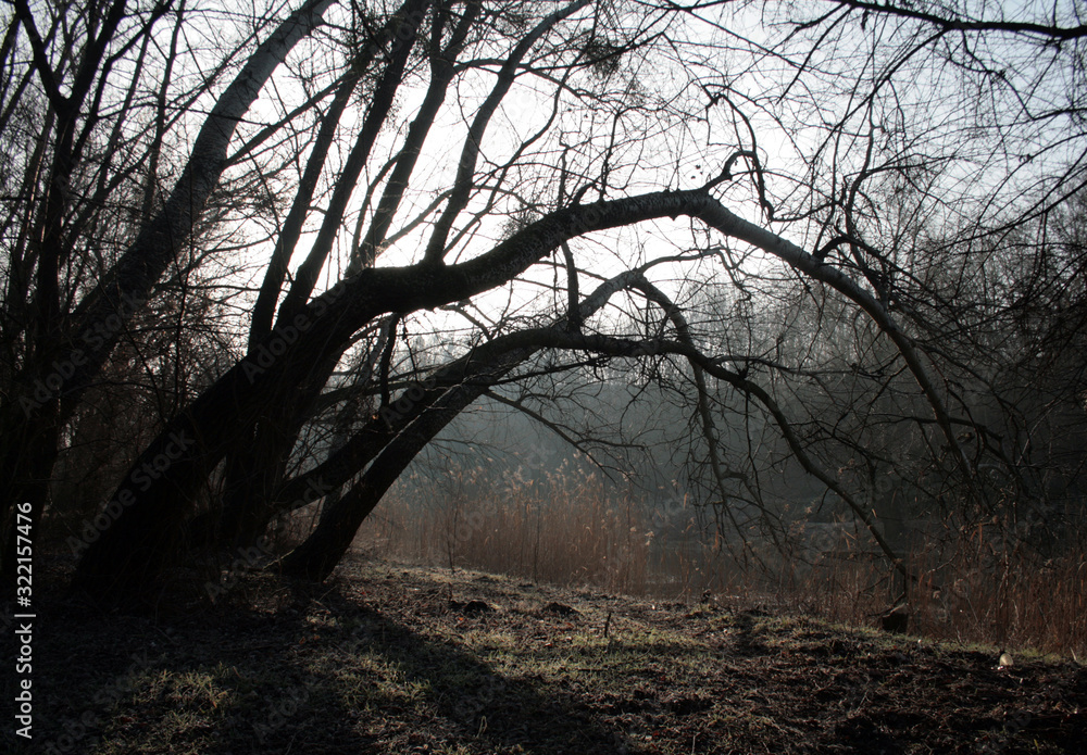 beautiful forest and beautiful forest paths
beautiful forest and beautiful forest paths