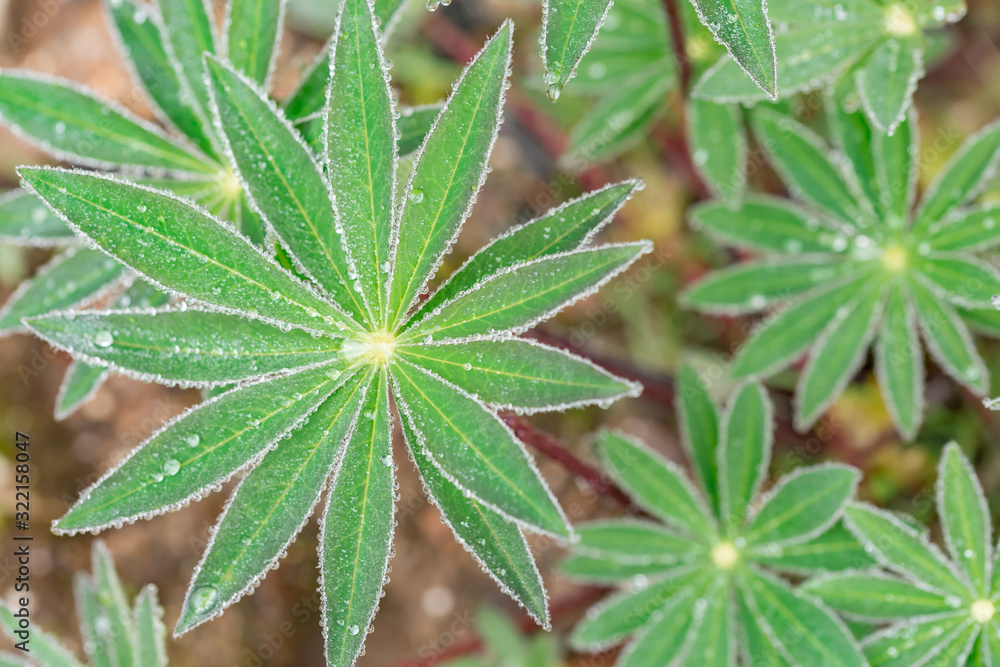 Spring Lupin Fans opening dew covered landscape Spring Lupin Fans opening dew covered landscape